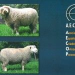 catalogo sementales ovinos precoces - AECOP