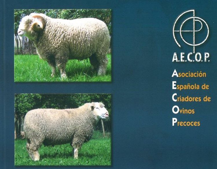 catalogo sementales ovinos precoces - AECOP