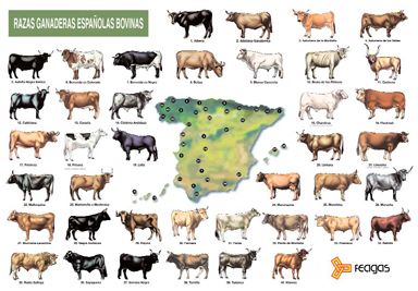 poster razas ganaderas españolas bovinas