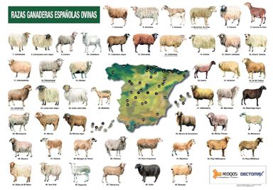 poster razas ganaderas españolas ovinas