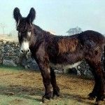 EQUINO ASNAL - Asno Zamorano-Leones