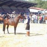 La Asociación Pura Raza Cabalo Galego trabaja ya en el calendario de competición de la “XVII Copa Galicia PRG”