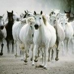 La Universidad de Zaragoza solicita la colaboración de los aficionados al caballo para responder a una encuesta sobre una raza equina nueva para un trabajo de fin de grado