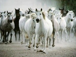 La Universidad de Zaragoza solicita la colaboración de los aficionados al caballo para responder a una encuesta sobre una raza equina nueva para un trabajo de fin de grado
