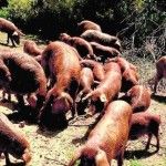 Proyecto para recuperar el Cerdo Ibérico Dorado