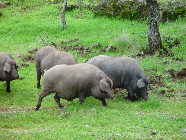 El precio del porcino ibérico subió un 16% en Extremadura en 2015