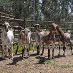 La Diputación de Córdoba trabajará con ACRIFLOR para la mejora genética de la raza caprina Florida