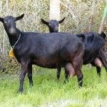 Crece la producción de leche de cabra en España un 22% mientras cae el precio un 17%