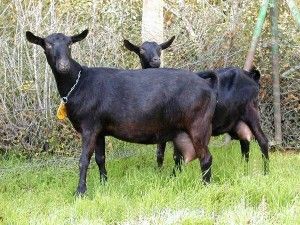 Crece la producción de leche de cabra en España un 22% mientras cae el precio un 17%