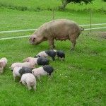 Galicia destina a ASOPORCEL 320.000 euros para continuar con la recuperación y fomento del Porco Celta