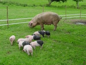 Galicia destina a ASOPORCEL 320.000 euros para continuar con la recuperación y fomento del Porco Celta