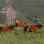 los-cabalos-galegos-aparecen-en-la-television-de-galicia-por-la-feria-de-san-marcos-