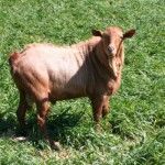 La Cabra Malagueña tendrá un Centro de Interpretación en Casabermeja