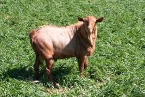 La Cabra Malagueña tendrá un Centro de Interpretación en Casabermeja