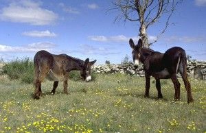 Castilla-La Mancha concederá ayudas a las Razas en Peligro de Extinción y al pastoreo