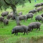 Aprobada una nueva reglamentación en el Libro Genealógico del Porcino Ibérico