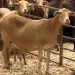 La oveja Canaria de Pelo hace ciencia