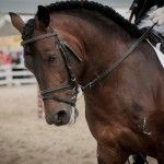 La Asociación Pura Raza Cabalo Galego participará en el Equiocio 2016