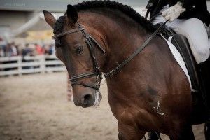 La Asociación Pura Raza Cabalo Galego participará en el Equiocio 2016