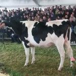Africor Lugo celebra mañana la primera subasta de ganado frisón del año