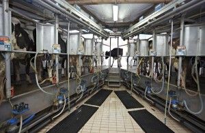 Las industrias lácteas pueden empezar a remitir al Ministerio la información sobre sus precios de cesión a las empresas de la distribución
