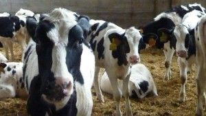 SAT Niveiro: como hacer rentable la mejora genética del ganado Frisón