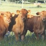 Embryofiv organiza un nuevo curso de reproducción bovina