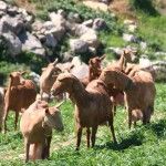 La Cabra Malagueña, una raza que protege contra el fuego y modela el paisaje