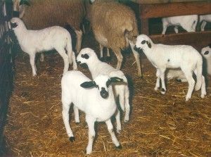 El Ternasco de Aragón, solo de corderos perfectos de las razas autóctonas Rasa, Ojinegra y Roya Bilbilitana