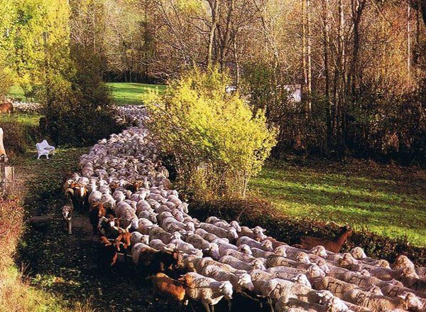 El censo ovino en España revierte su tendencia y recupera un millón de ejemplares en 2015