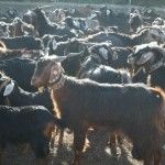 La Cabra Tinerfeña duplica su censo en el último año