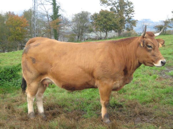 Asturias destina 1,2 millones a conservar Razas de ganado Autóctonas