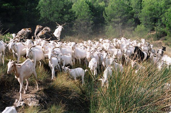 Se incrementa en un 5% la producción anual de carne de caprino en España
