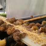 andalucia-mantiene-la-formacion-en-la-cria-de-caracoles