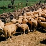El incremento de noviembre provoca que la producción de carne de ovino en España crezca un 1,19%