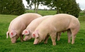 La carne de cerdo favorece el óptimo crecimiento de los niños según Interporc