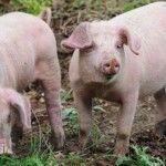 Murcia y Cataluña crean un grupo de trabajo de apoyo al sector porcino