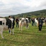 Más de una veintena de ganaderías participarán en un concurso de Frisona gallego