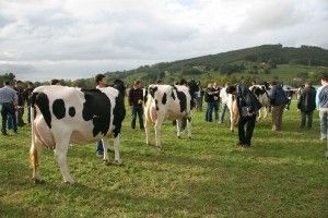Más de una veintena de ganaderías participarán en un concurso de Frisona gallego