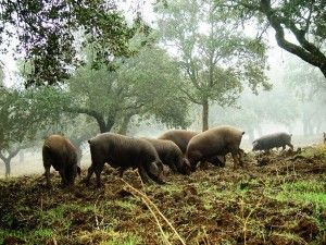 la-raza-porcina-iberica-estara-presente-en-la-feria-de-pozoblanco-este-fin-de-semana