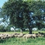 Abierto el plazo de inscripción para la I Escuela de Pastoreo de Extremadura