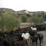 Ucrania se interesa por las cabras de leche de Almería