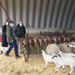 Churra lechazos Castilla y León