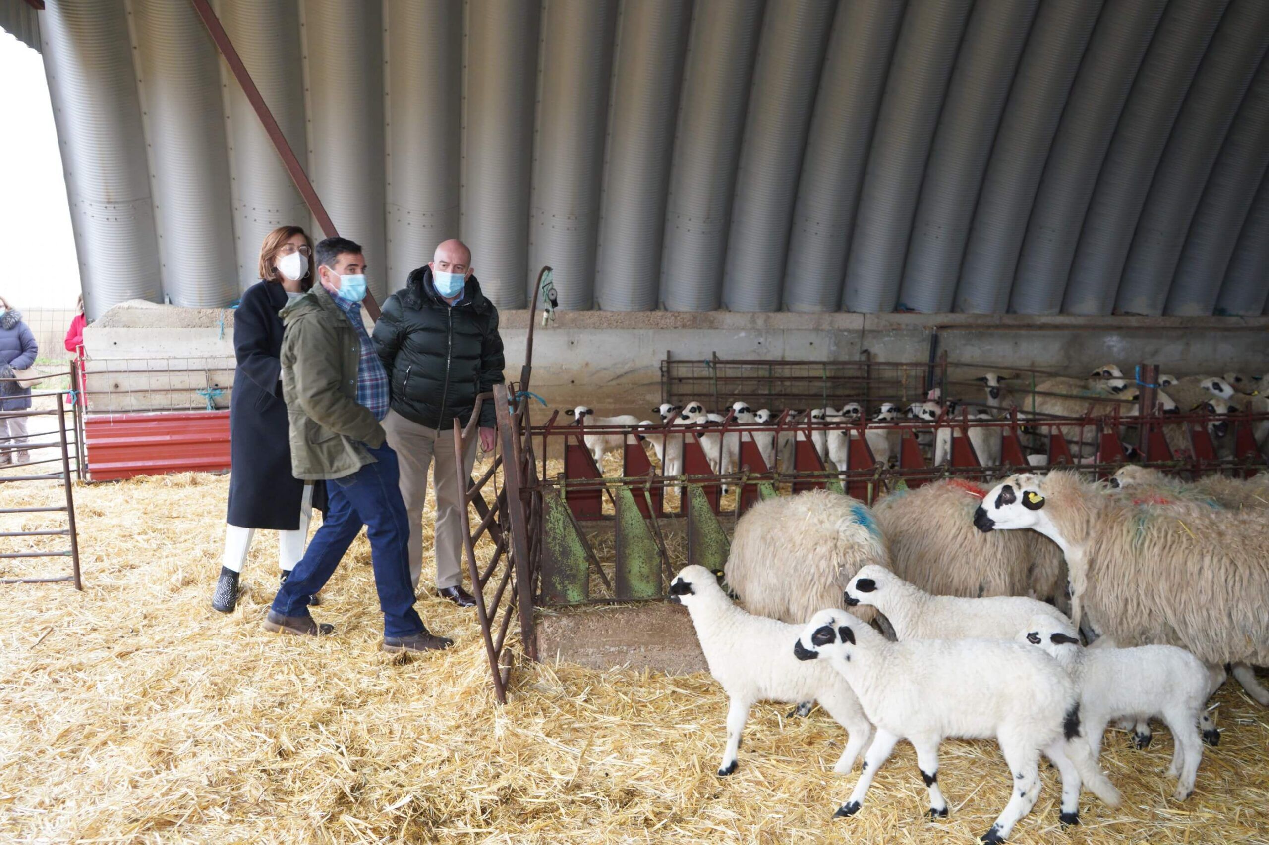 Churra lechazos Castilla y León