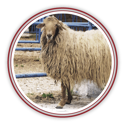 Rubia del Molar RFEAGAS